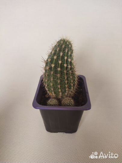 Кактусы и суккуленты