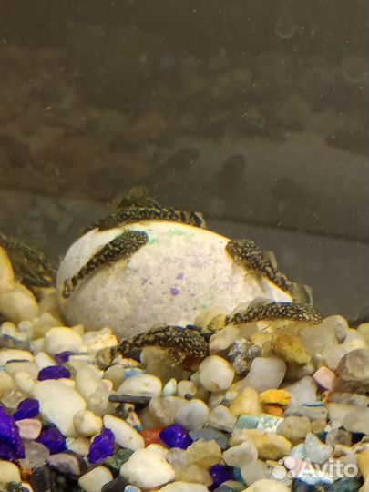 Сомики анциструсы мальки