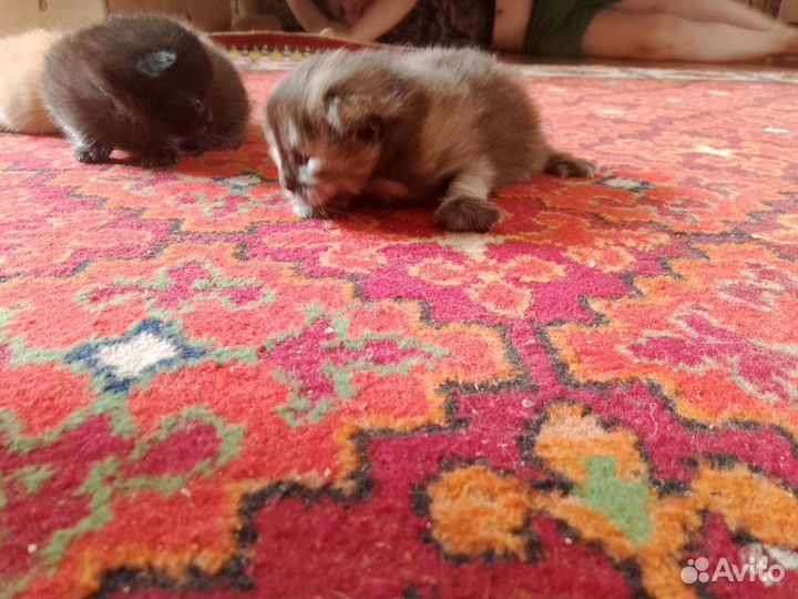 Вислоухие котята в добрые руки