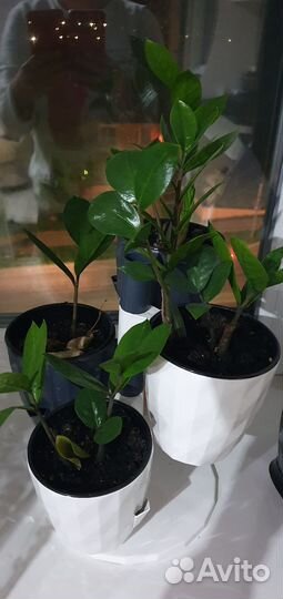 Замиокулькас