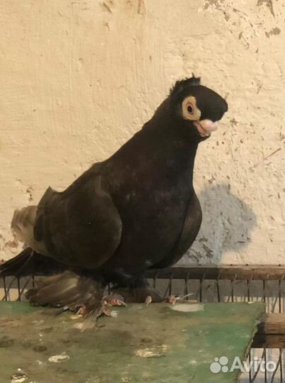 Продам еврозийцев