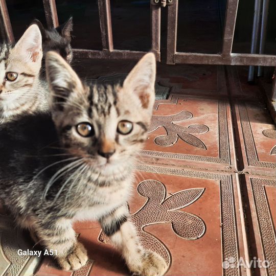 Кошка в дар