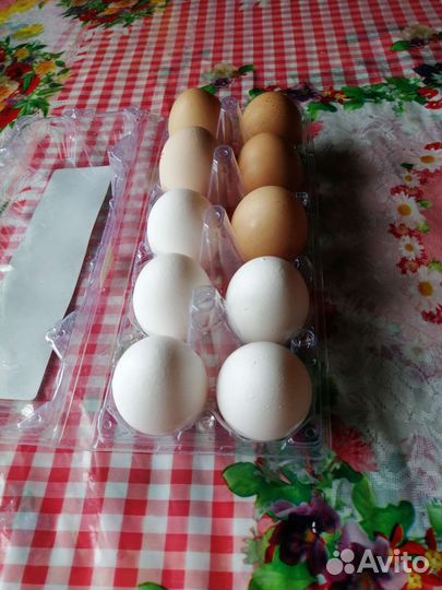 Домашние куриные яйца