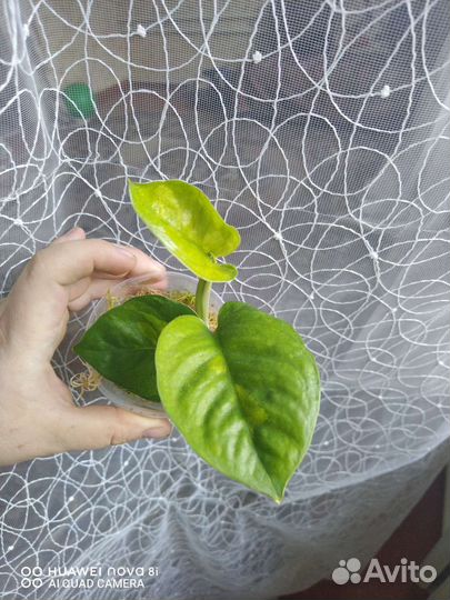 Сциндапсус