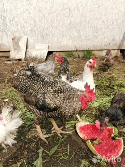 Петух доминант