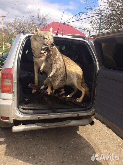 Чучело волка