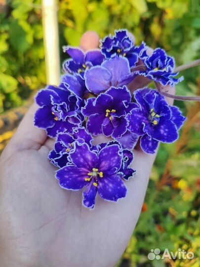Фиалки сортовые детки