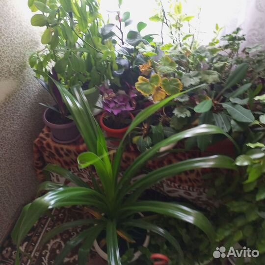 Комнатные цветы