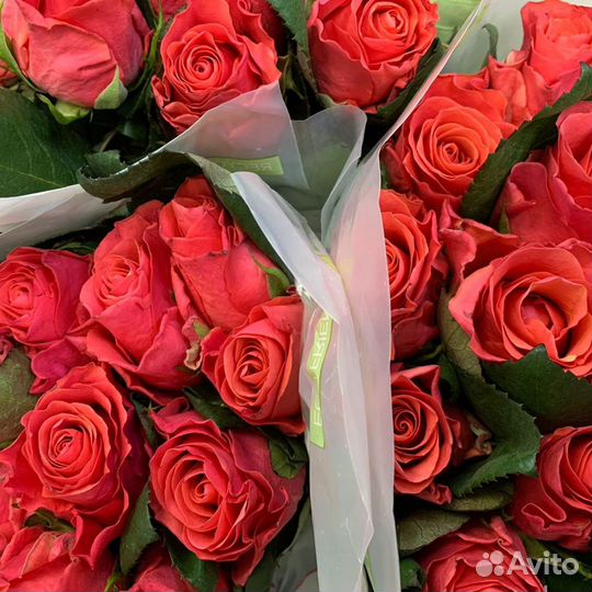 Букет из роз Pink Tacazzi Премиум 60 см