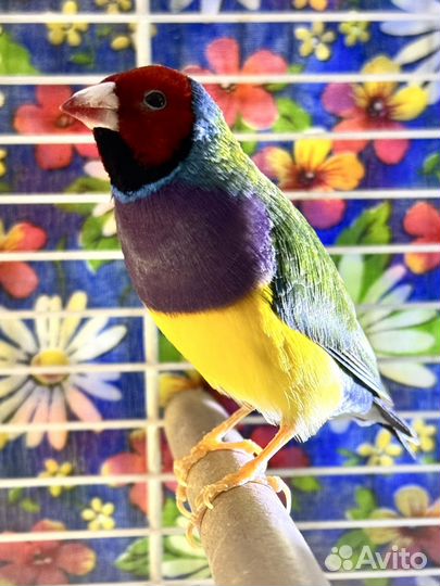 Гульдова амадина