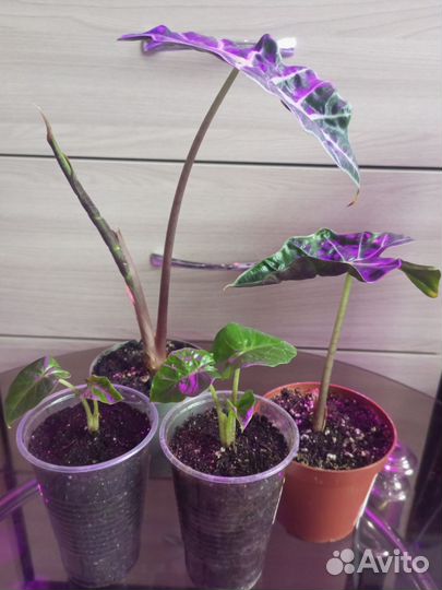 Комнатные цветы