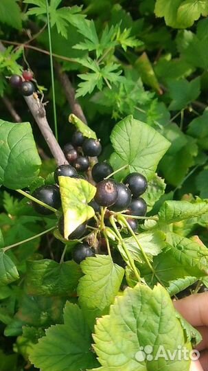 Черная смородина