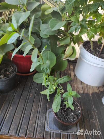 Мята канадская