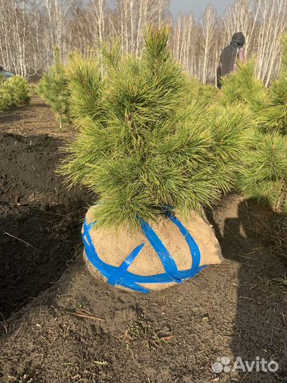 Кедр сибирский