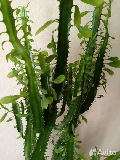 Кактус молочный, высота без горшка 1м22