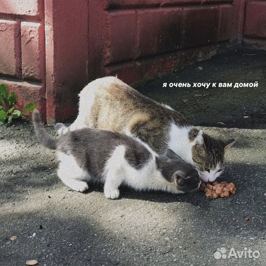 Котята