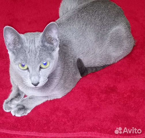 Котята Русской голубой объявление продам