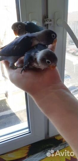 Масковые неразлучники