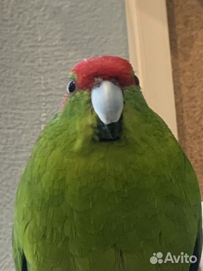 Попугай Какарик