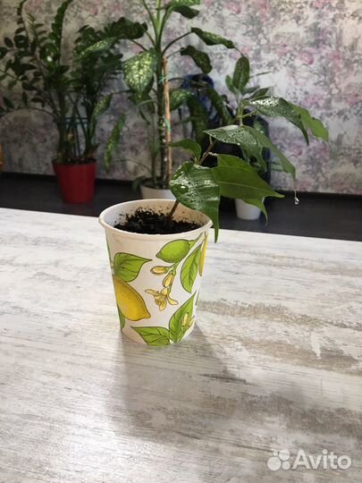 Фикус Бенджамина