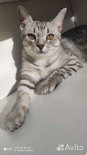 Котик на вязку