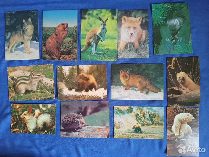 Открытки с животными