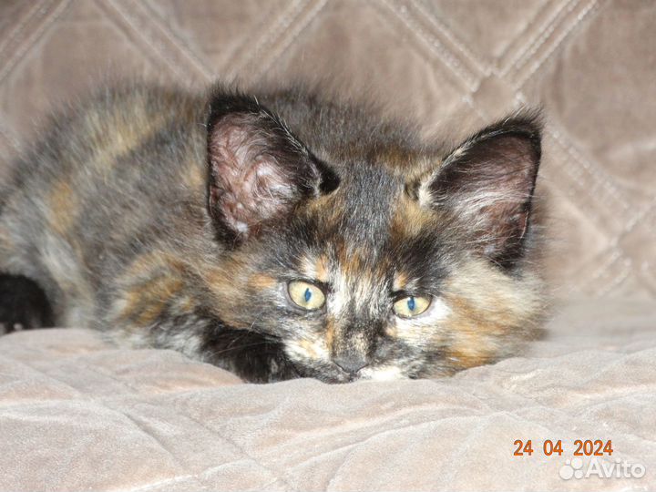 Котята мейн-кун