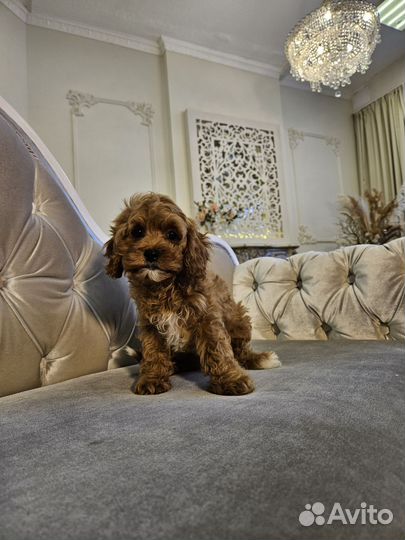 Щенки кавапу