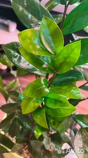 Замиокулькас