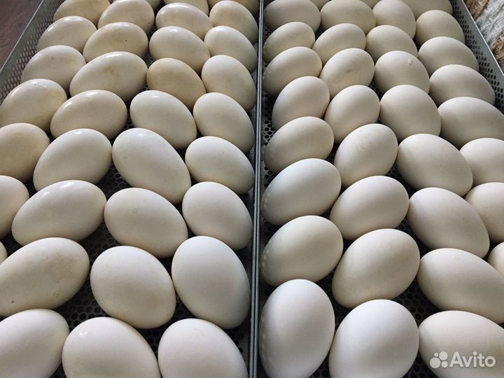 Инкубационные яйца гусей, уток