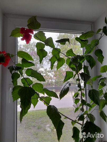 Гибискус китайская роза