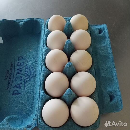 Яйцо домашнее гусиные,утиные