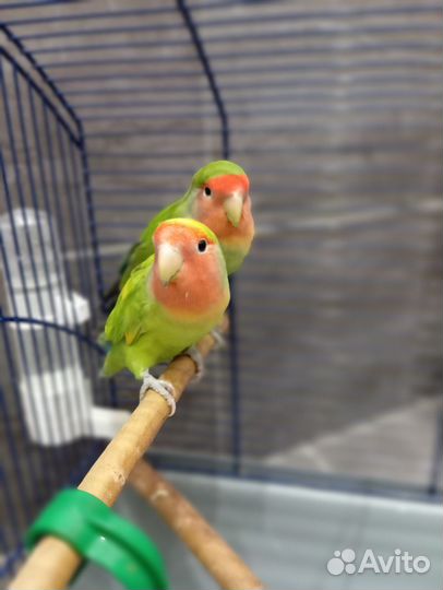 Попугай неразлучники с клеткой
