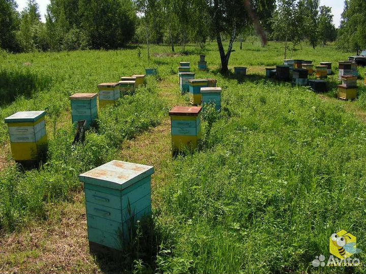 Пчелы в улье с пасеки