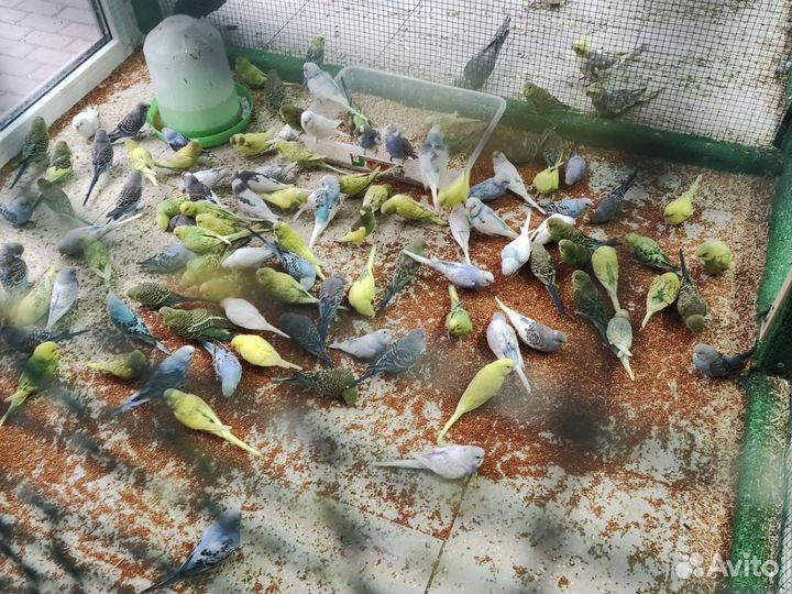 Волнистый попугай