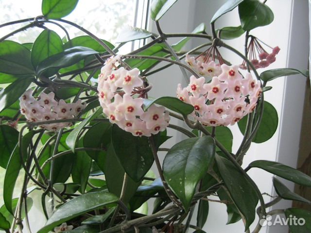 Хойи Lockii, Cutis porcelana,Carnosa