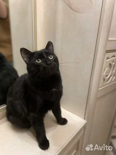 Кот кастрированный в добрые руки