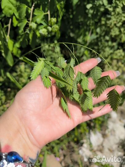 Плоскоколосник