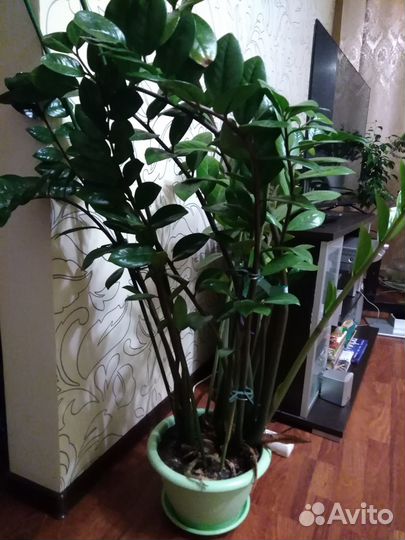 Замиокулькас