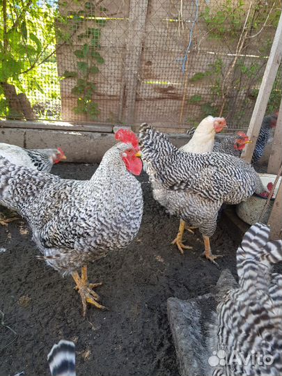 Петухи Амрокс 10 мес