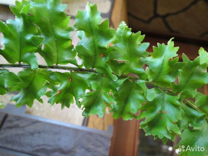 Nephrolepis exaltata Rooseveltii