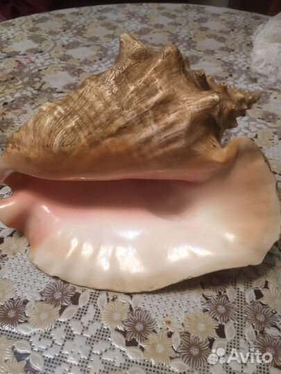 Ракушка океаническая