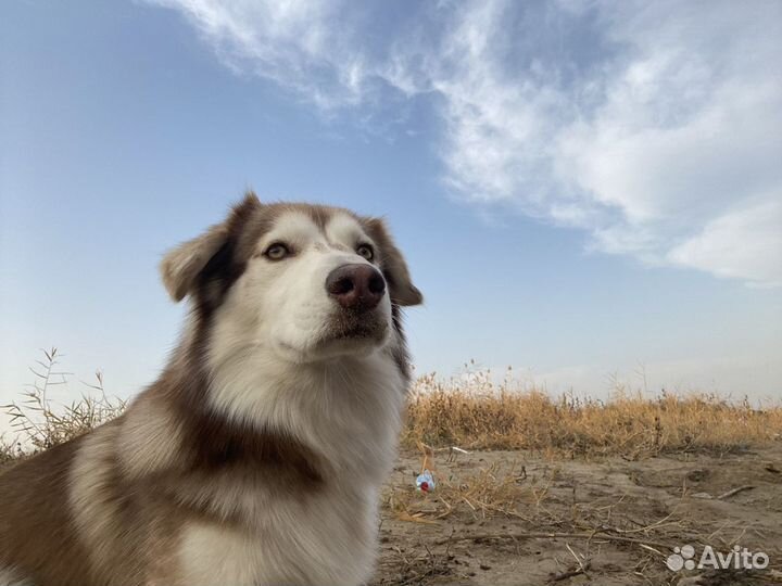 Вязка кобель хаски
