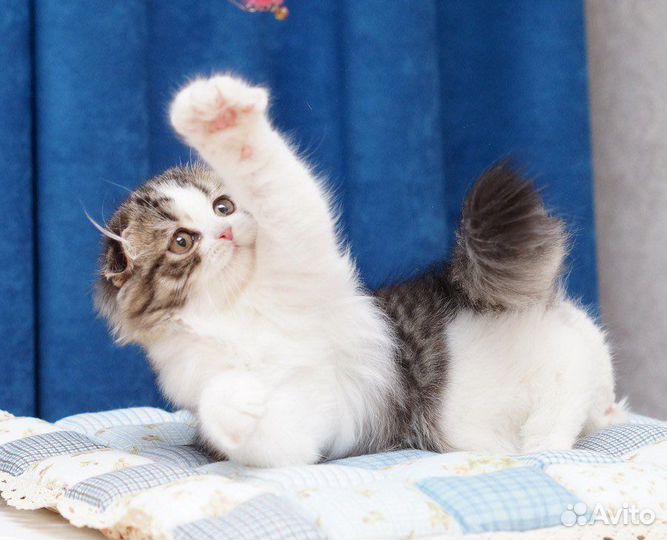 Котята хайленд Фолд