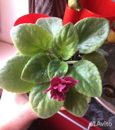 Сортовая фиалка обмен