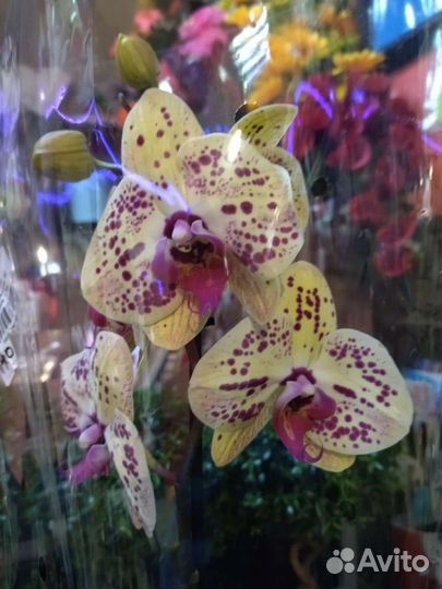Орхидея фаленопсис редькие сорта