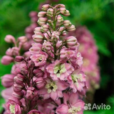 Многолетние садовые цветы 2