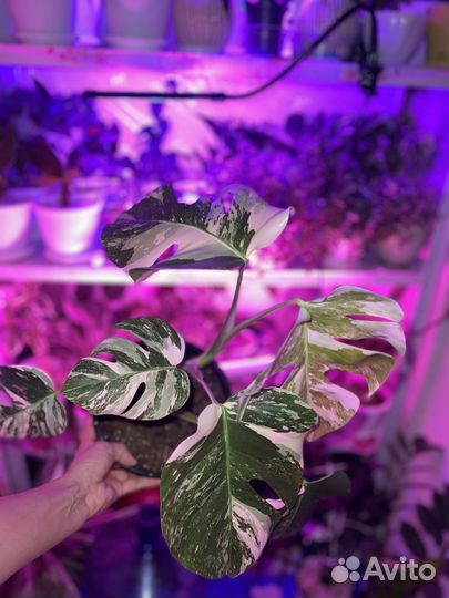 Комнатные растения 4 - монстера альба