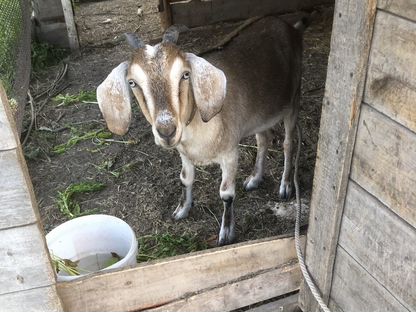Нубийские козы, Тюхтет