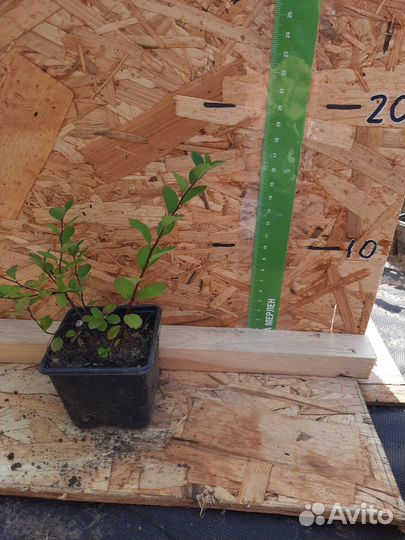 Спирея нипонская белая